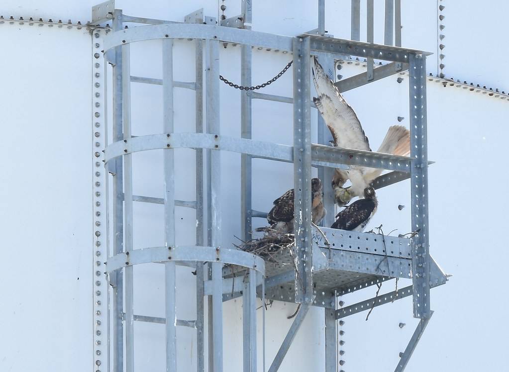 Red-tailed Hawk catching and taking a duckling to a nest by Wildreturn is licensed under CC BY 2.0.